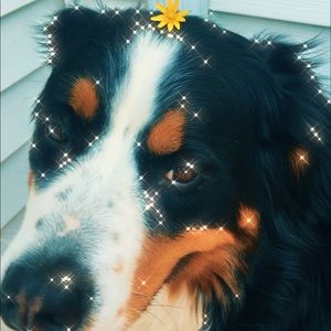 Meet your Posher, Rosie